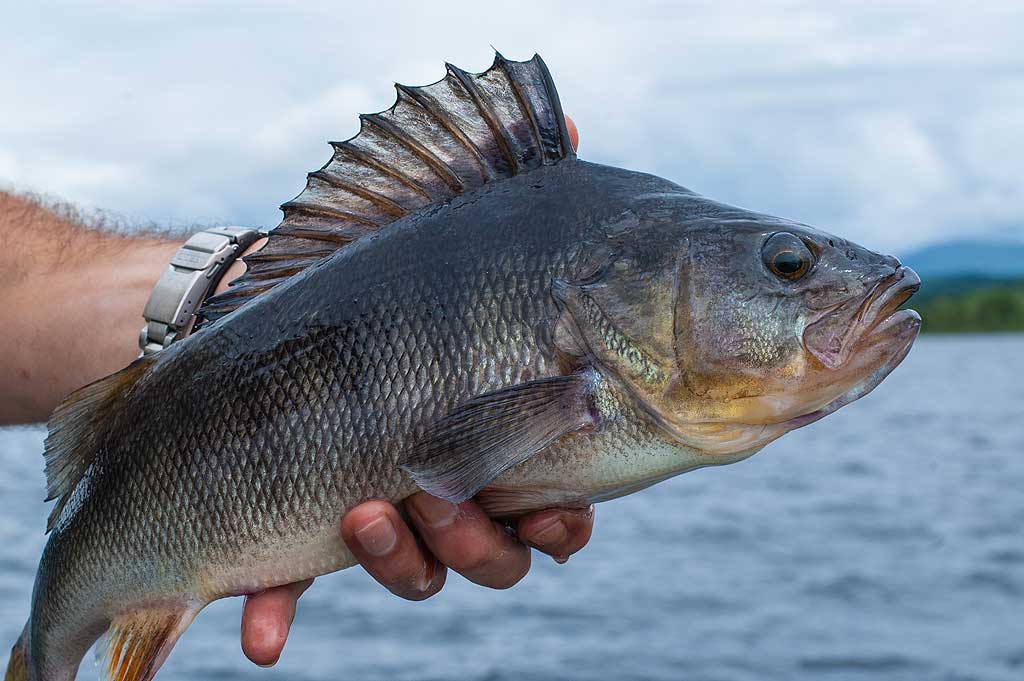 Trucos para pescar Perca - La Pesca Deportiva