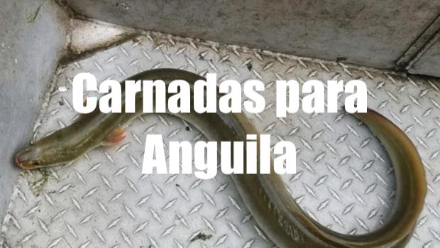 orquesta Amigo por correspondencia canal Las mejores carnadas para anguila - La Pesca Deportiva